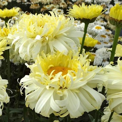 Leucanthemum 'Real Charmer' P14