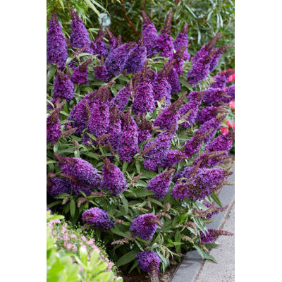 Buddleja davidii 'Royal Red' 20/30  Co2.5L