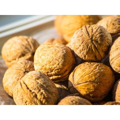 Orech vlašský - Juglans regia ´Seifersdorf´ 200/250