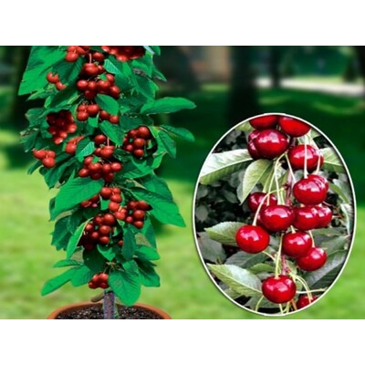 ?ereš?a ´Sara´ - st?povitá Co3L