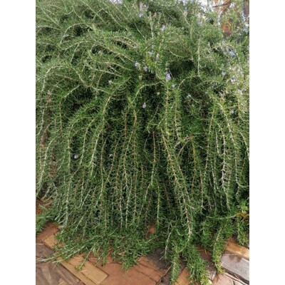 Rozmarín - Rosmarinus officinalis 'Repens' Co1,5L