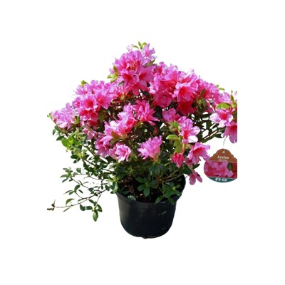 Azalka japonská - Azalea japonica ´Roze´ Co4L 30/40