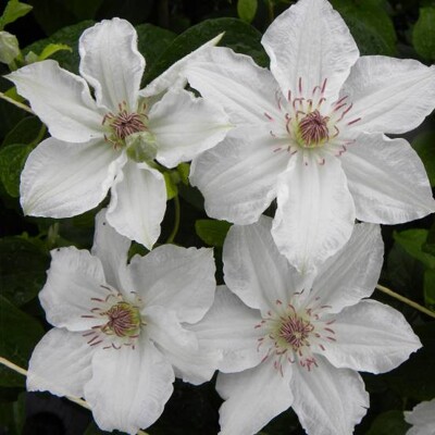 Plamienok 'Destiny' – Snehobiela popínavá krása s tmavým stredom