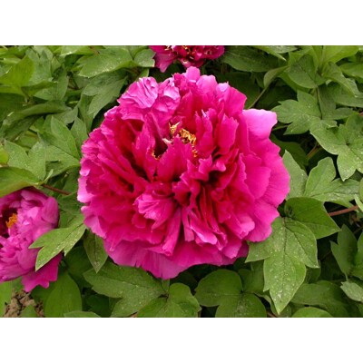 Pivonka drevitá - Paeonia suffruticosa 'Wu Long Peng Sheng' P11 15/20