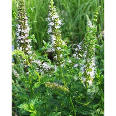 Mentha spicata Co9