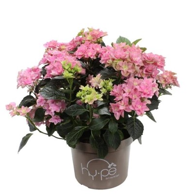 Hortenzia kalinolistá - Hydrangea macrophylla ´Double Dutch Pink´ Co5L 25/30