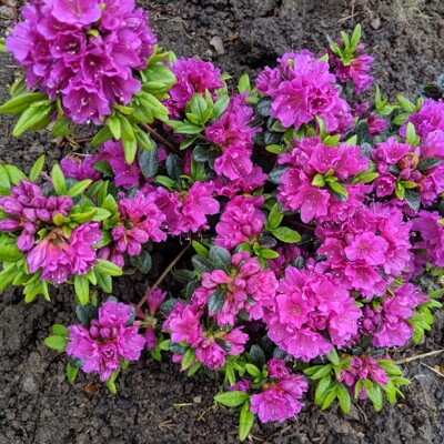 Azalka japonská - Azalea japonica ´Fumiko´ Co10L 40/50