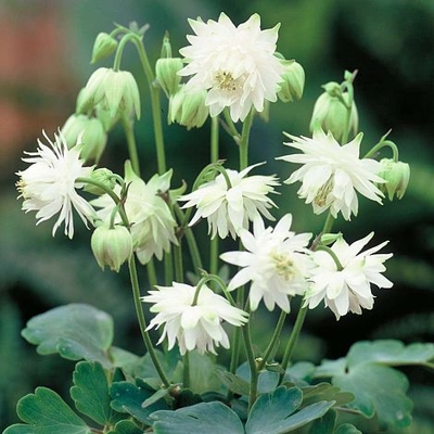 Aquilegia caerulea 'Spring Magic Yellow'