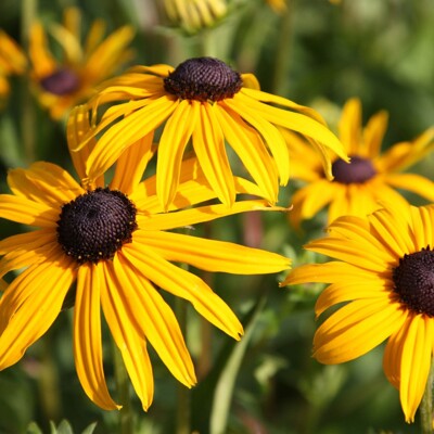Rudbekia žiarivá  - Rudbeckia fulgida ´Goldstrum´ P15