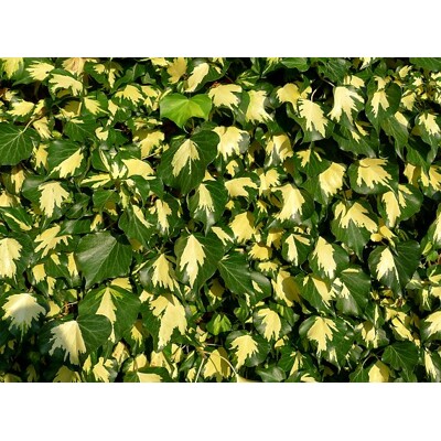 Bre?tan popínavý - Hedera helix ´Goldhearth´ Co9 15/20