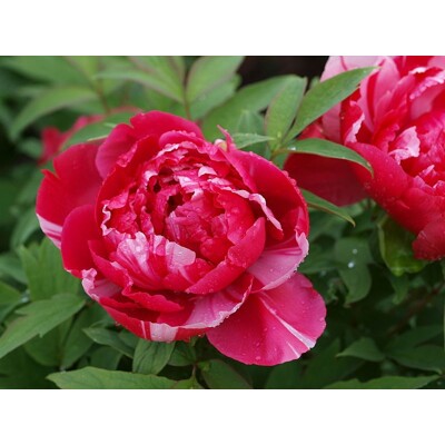 Pivonka ?ínska - Paeonia suffruticosa ´Shima Nishiki´ Co2L 20/25