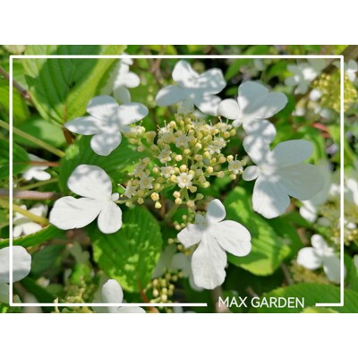 Kalina - Viburnum plicatum ´Kilimanjaro´Co20L 150/175