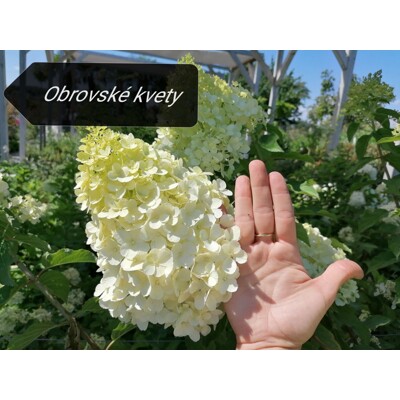 Hortenzia metlinatá - Hydrangea Paniculata ’Limelight' P17