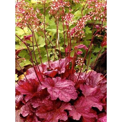 Heuchera  ’Berry Smoothie´ P13  5/10