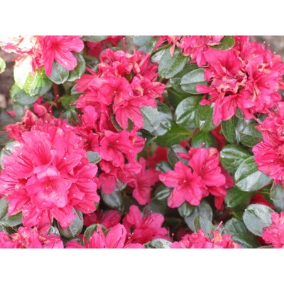 Azalka japonská -  Azalea japonica 'Thierry  Co3L