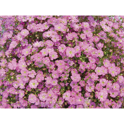 Gypsophila muralis ´Rose´ P12
