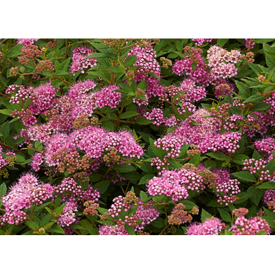 Spiraea japonica ´Little Princess´ Co1L