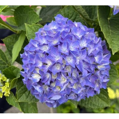 Hortenzia kalinolistá - Hydrangea macrophylla - modrá P14 25/30