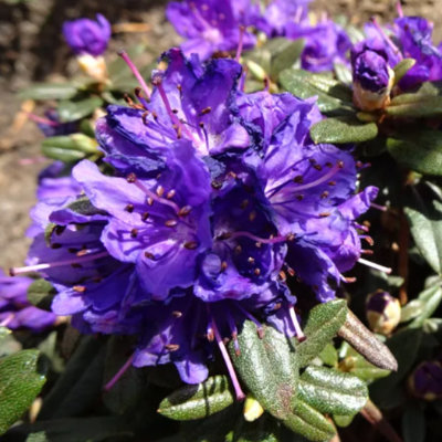 Rododendrón - Rhododendron impeditum ´Maggie´ Co2L 20/30