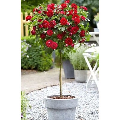 Ruža na kmienku - Rosa ´Bright red´- ?ervená KM40