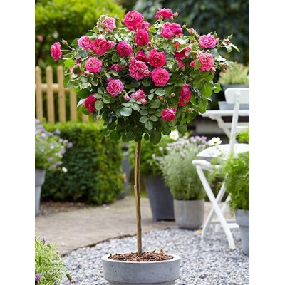 Ruža na kmienku - Rosa ´Bright Pink´ - ružová  KM40