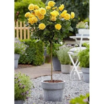 Ruža na kmienku - Rosa ´Bright Yellow´- žltá KM40