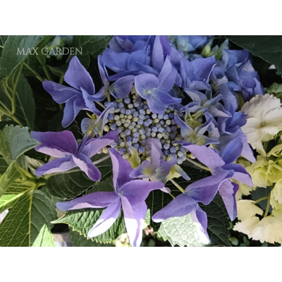 Hortenzia kalinolistá - Hydrangea macrophylla 'Bouquet Rose' Co2.5L