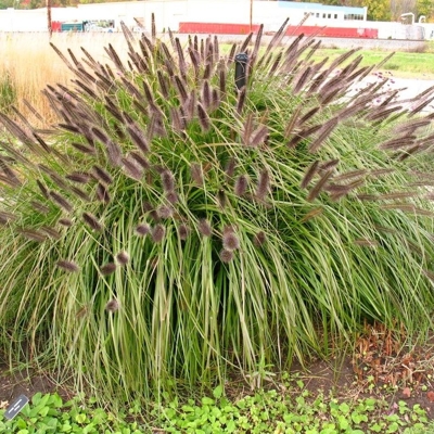 Perovec psiarkovitý - Pennisetum alopecuroides 'Little Bunny' V9