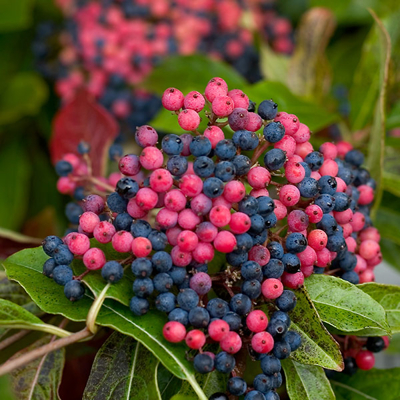 Kalina - Viburnum plicatum ´Kilimanjaro´Co2,5L 20/30