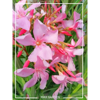 Oleander obyčajný  - Nerium oleander Pink Co9L 40/60