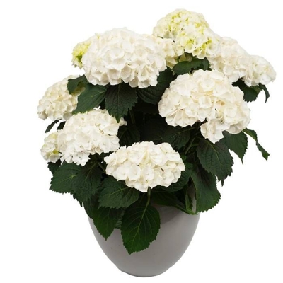 Hortenzia kalinolistá - Hydrangea macrophylla 'Hot Red' Co4L 25/30