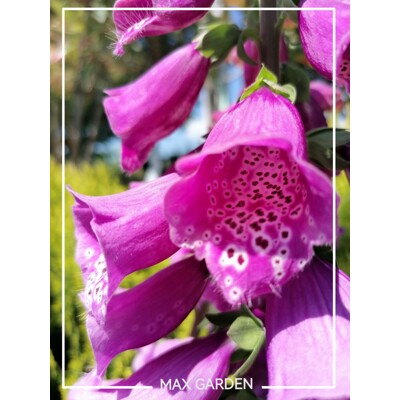 Náprstník purpurový - Digitalis purpurea - ružový