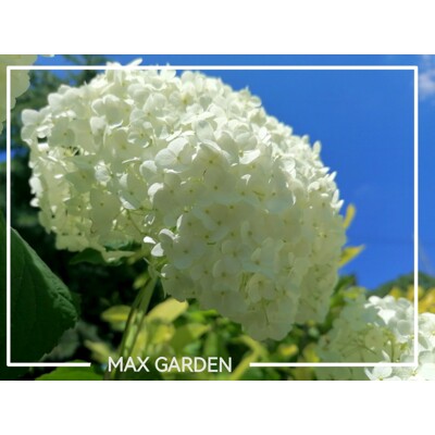 Hortenzia stromčekovitá - Hydrangea arborescens 'Annabelle'  - 40/50cm