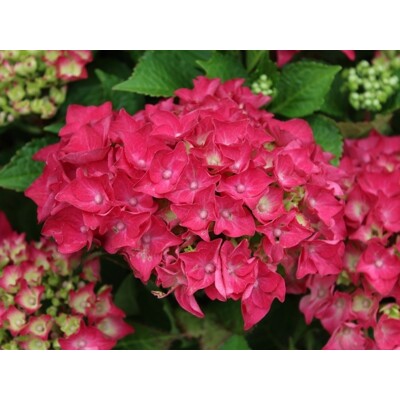 Hortenzia kalinolistá - Hydrangea macrophylla ´Mophead Red' Co5L 30/40
