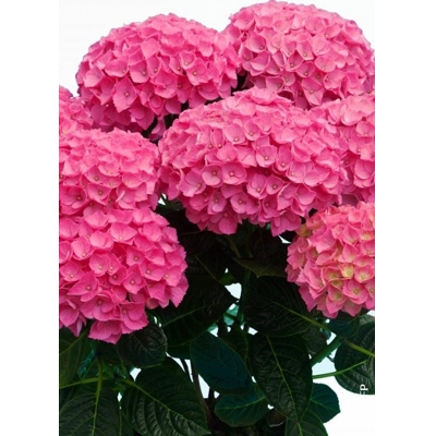 Hortenzia kalinolistá - Hydrangea macrophylla - ružová P14  20-30