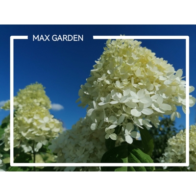 Hortenzia metlinatá - Hydrangea Paniculata ´Limelight´  - 40/50cm