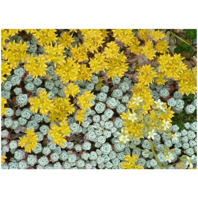 Sedum spathulifolium ´Cape Blanco´ P12