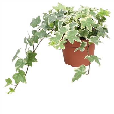 Bre?tan popínavý - Hedera helix ´Tonny´