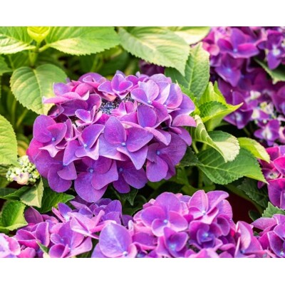 Hortenzia kalinolistá - Hydrangea macrophylla ´Schöne Bautznerin Lila´ Co5L 25/30
