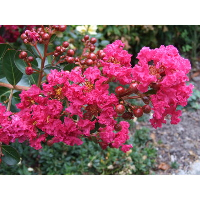 Myrta krepová - Lagerstroemia indica ´Rouge´ - 80/100cm