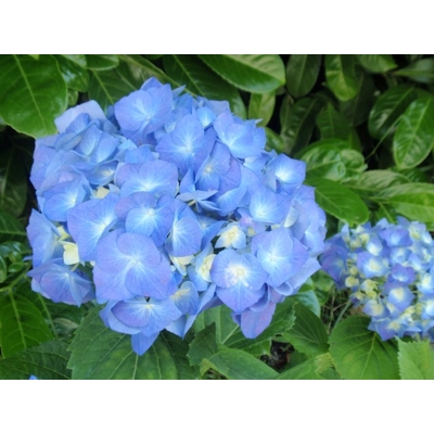 Hortenzia kalinolistá - Hydrangea macrophylla ´Bela Blue´-  35/45cm