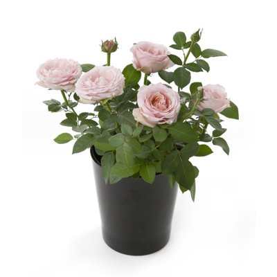 Ruža záhonová - Rosa floribunda ´Grand Selection´