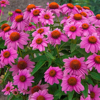 Echinacea ´PowWow Wild Berry´