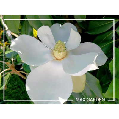 Magnólia veľkokvetá - Magnolia grandiflora 'Gallisoniensis' Co55L 175-200