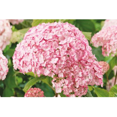 Hortenzia - Hydrangea arborescens 'Candybelle Bubblegum' Co1,5L 30/40