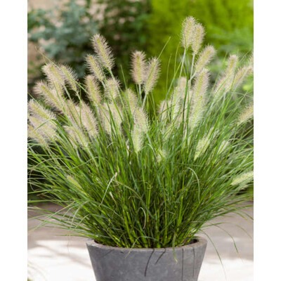 Perovec psiarkovitý - Pennisetum alopecuroides 'Little Honey´