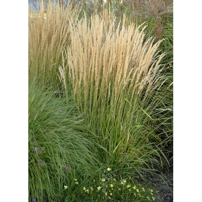 Calamagrostis x acutiflora 'Karl Foerster'