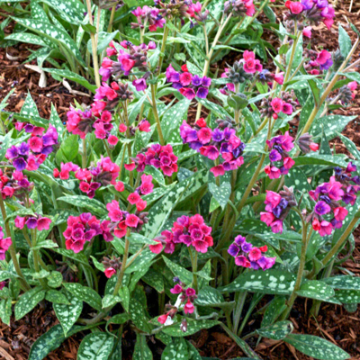 Pulmonaria saccharata ´Mrs. Moon´ P14