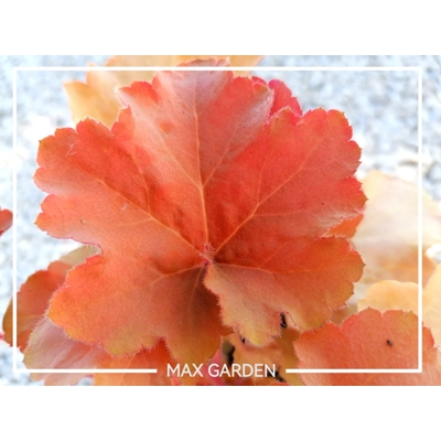 Heuchera  ’Caramel´