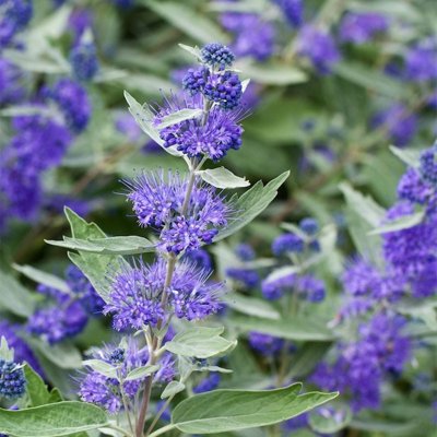 Caryopteris x clandonensis 'Sterling Silver'  Co3L
